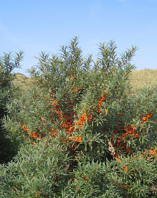 Sea Buckthorn: the Science Behind this Potent Nordic Berry